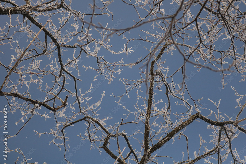 Obraz premium snow covered branches