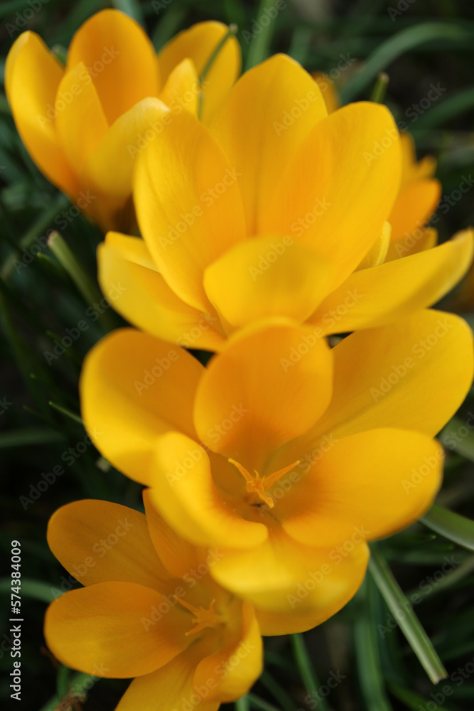 Yellow Crocuses With Soft Petals And Stamens In The Garden Yellow Crocuses With Soft Petals And Stamens In The Garden