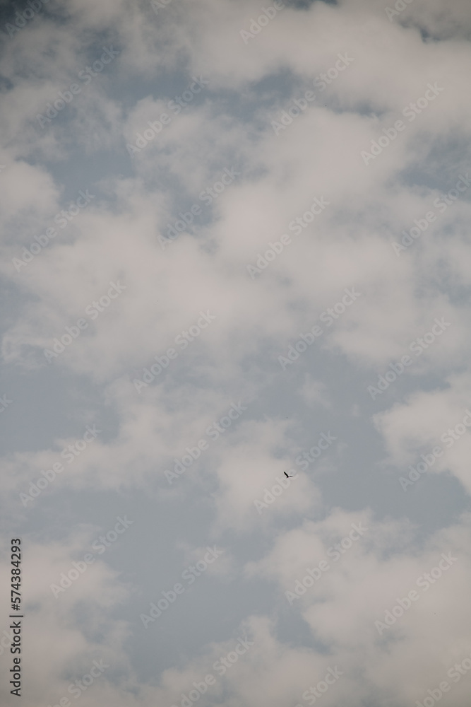 Fototapeta premium seagull in the sky
