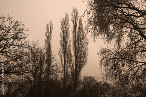 Photograph of trees in a forest in Vienna, Austria mountain, trees and woods. Sepia style.