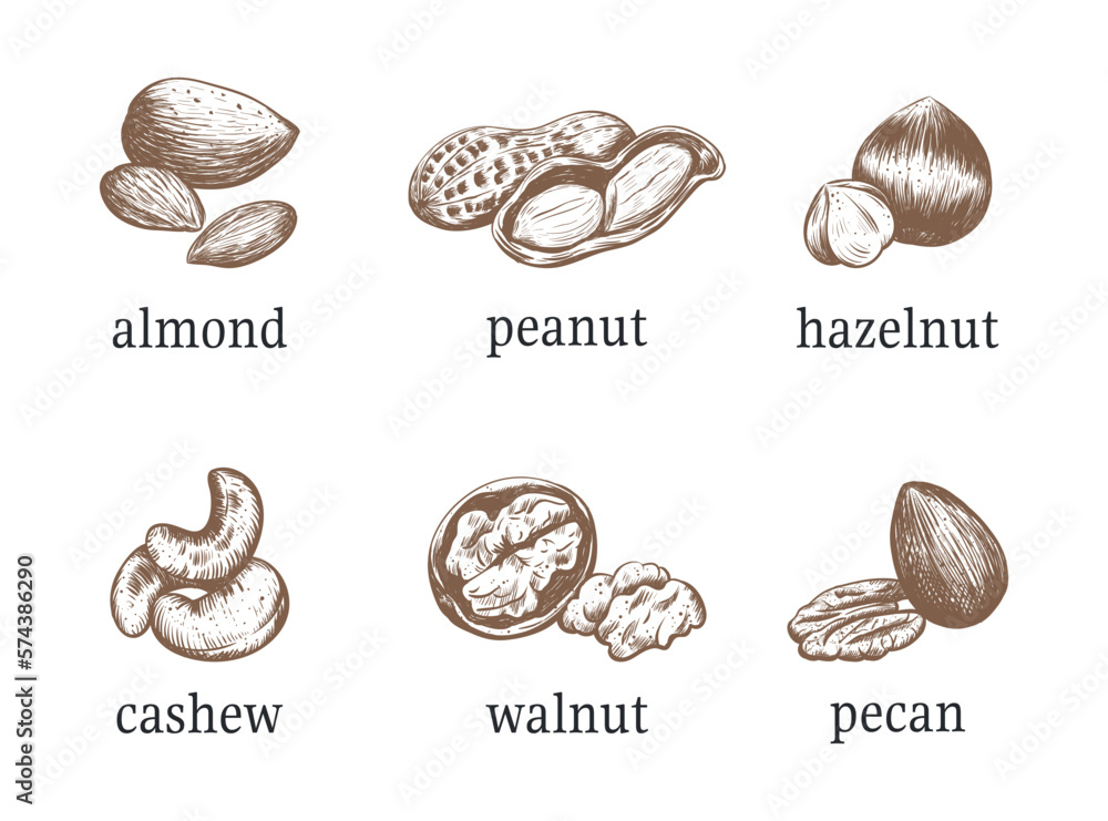 Nuts vector illustration Nuts vector illustration