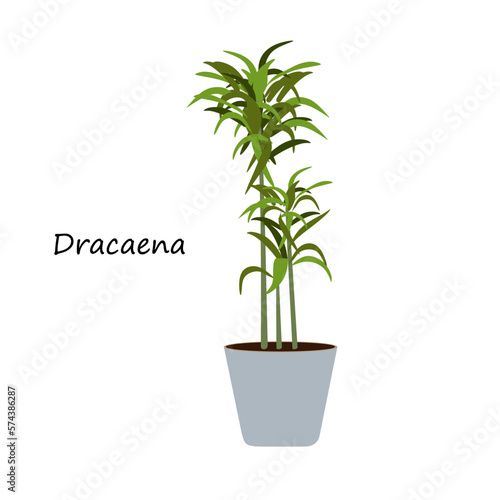 House plant Bloomscape Dracaena in pot. Bloomscape Dracaena house plant in Flat style design. Indoor plant Dracaena for home, office, premises decor. Decorative indoor house plant in flower pot
