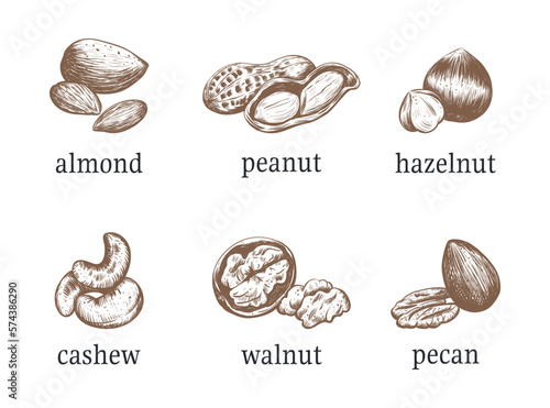 Nuts vector illustration