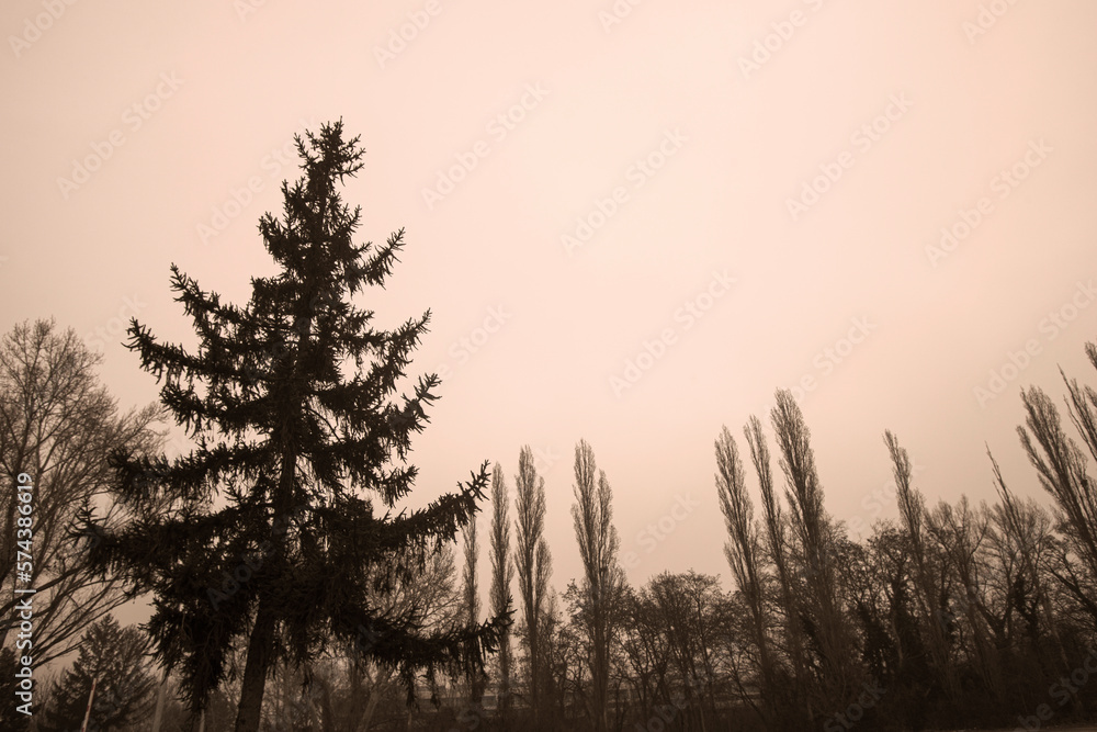 Photograph of pine trees in a forest in Vienna, Austria mountain, trees and woods. Sepia style.