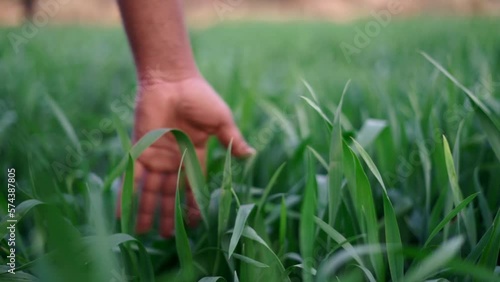 Young Green wheat seedlings in the hands of a farmer. photo