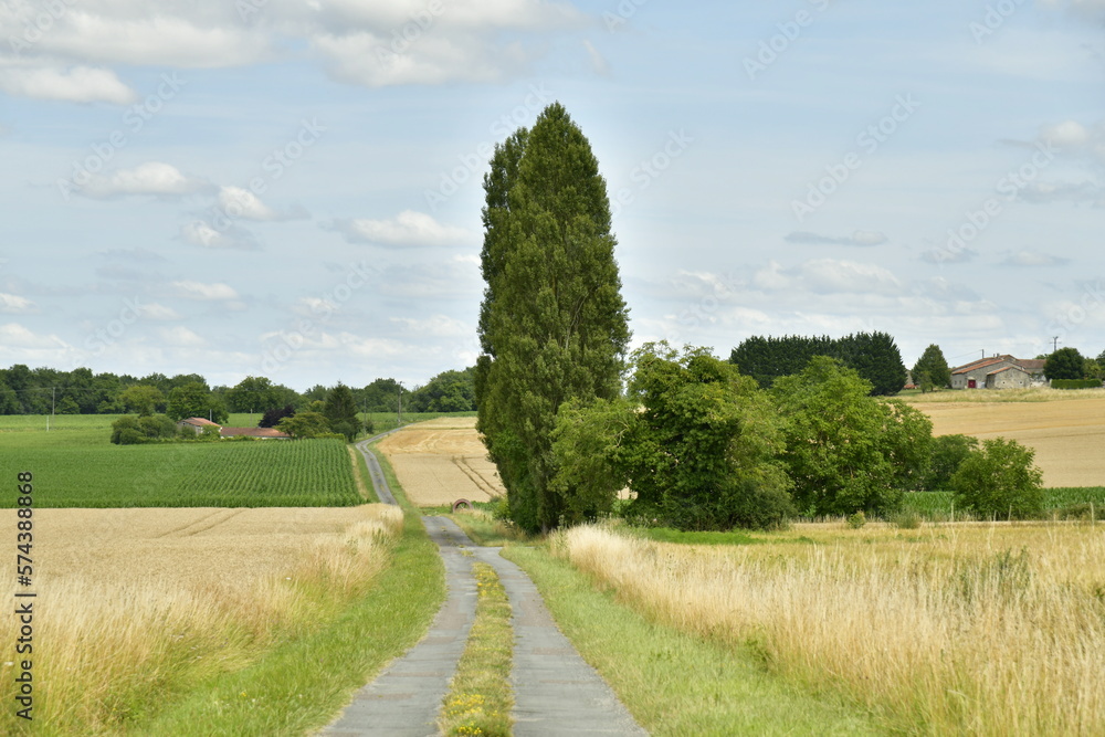Fototapeta premium Peupliers isolé le long d'une petite route de campagne au Périgord Vert 