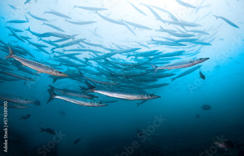 Underwater image in the deep blue ocean with Schooling Baracudas. photo