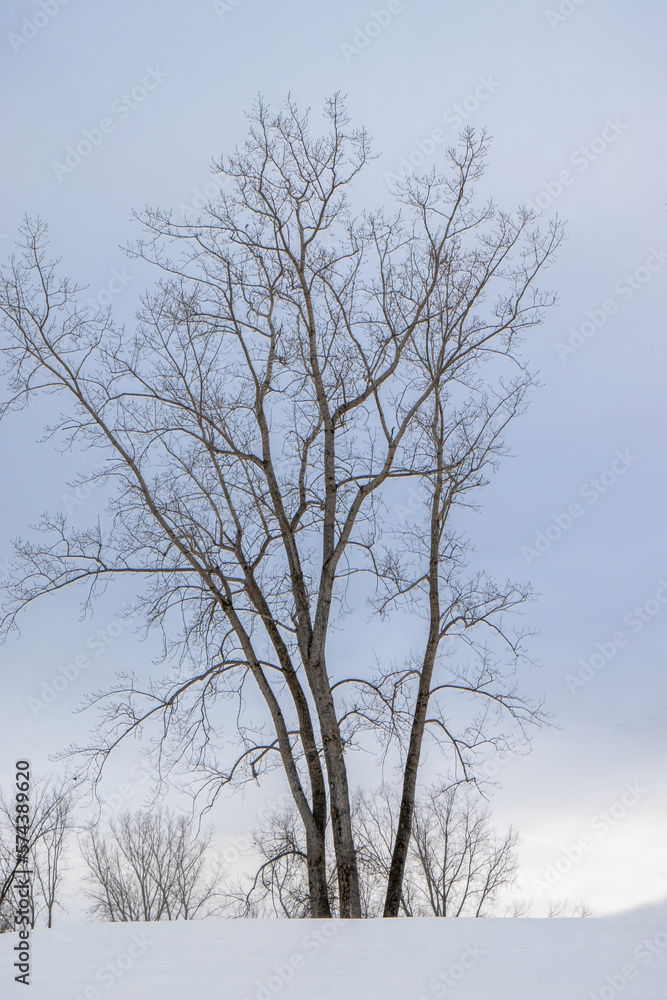 Tall Birch tree on crest of a snowy hill, winter morning, nobody Tall Birch tree on crest of a snowy hill, winter morning, nobody