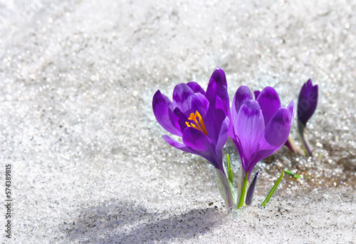 Spring snowdrops flowers violet crocuses ( Crocus heuffelianus ) in snow with space for text © Anastasiia Malinich