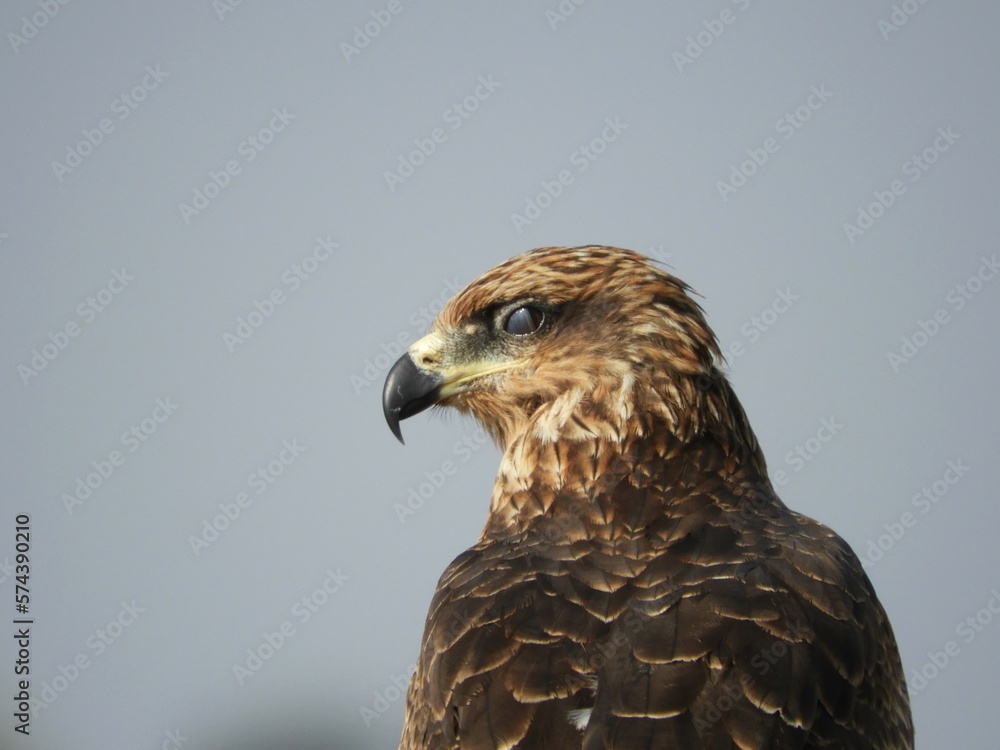 Raptor Portrait Raptor Portrait