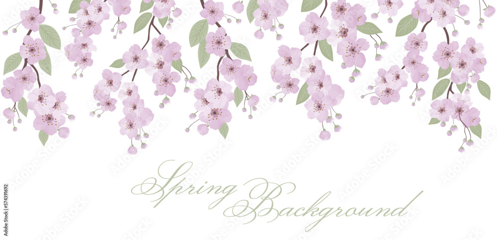 Spring sakura cherry blooming flowers background