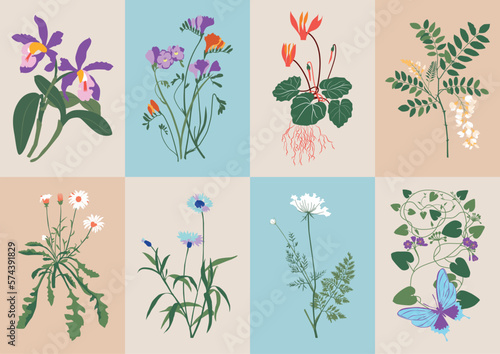 Bohemian collection with wildflowers and botanical illustrations for your wall art gallery	