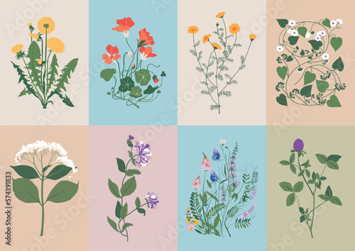 Bohemian collection with wildflowers and botanical illustrations for your wall art gallery	