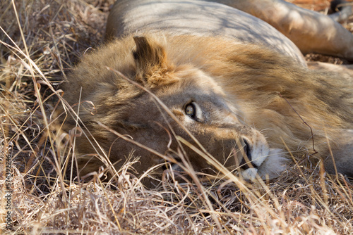 Lion, Madikwe Game Reserve photo
