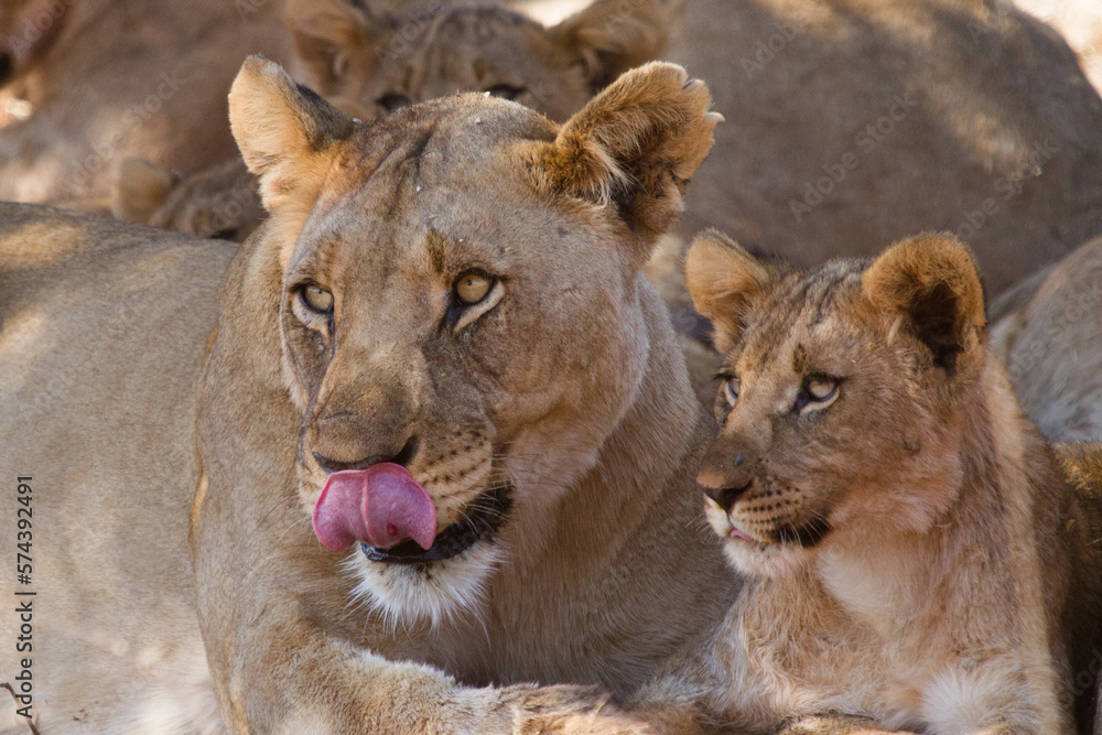 Fototapeta premium Lioness and Cub, Madikwe Game Reserve