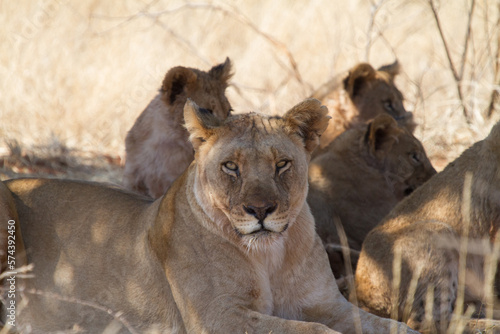 Lions  Madikwe Game Reserve