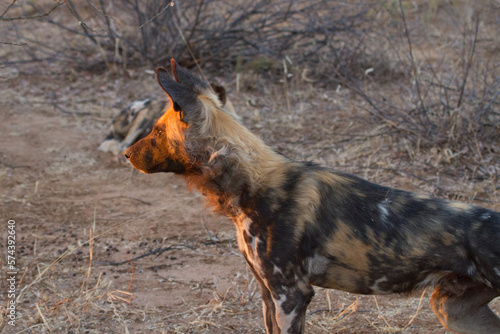 Wild Dog in low sun, Madikwe Game Reserve photo