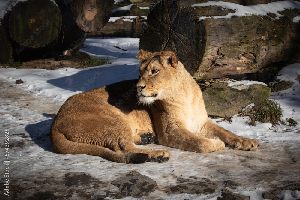 Lioness Lying Down on Snow in Zoo. Female Panthera Leo in Outside Winter Zoological Garden. Lioness Lying Down on Snow in Zoo. Female Panthera Leo in Outside Winter Zoological Garden.