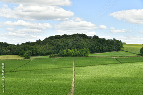 Vaste zone de plantation de maïs sous l'ombre des nuages près du bourg de Vendoire au Périgord Vert  © Photocolorsteph