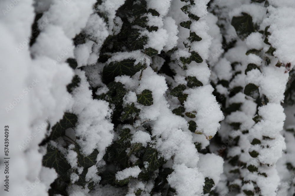 Evergreen ivy plant foliage covered with snow on snowy winter day, close up shot Evergreen ivy plant foliage covered with snow on snowy winter day, close up shot