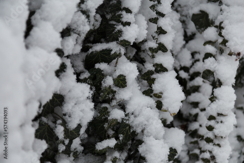 Evergreen ivy plant foliage covered with snow on snowy winter day, close up shot