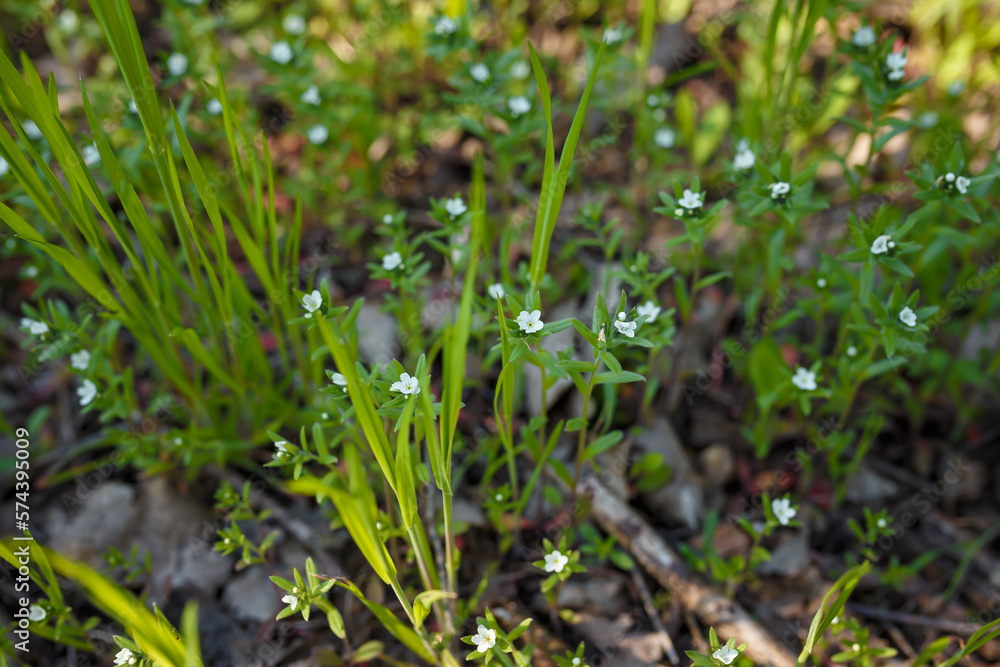 Beautiful grass and tiny white flowers on forest ground, tender spring sprouts, natural background. Soft focused shot Beautiful grass and tiny white flowers on forest ground, tender spring sprouts, natural background. Soft focused shot