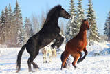 black stallion Friesian and bay Spanish stallion play together in winter on snow, different horses play