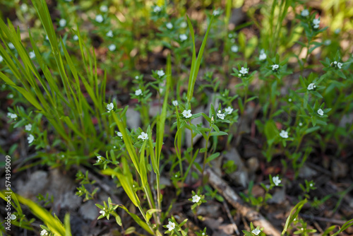 Beautiful grass and tiny white flowers on forest ground, tender spring sprouts, natural background. Soft focused shot