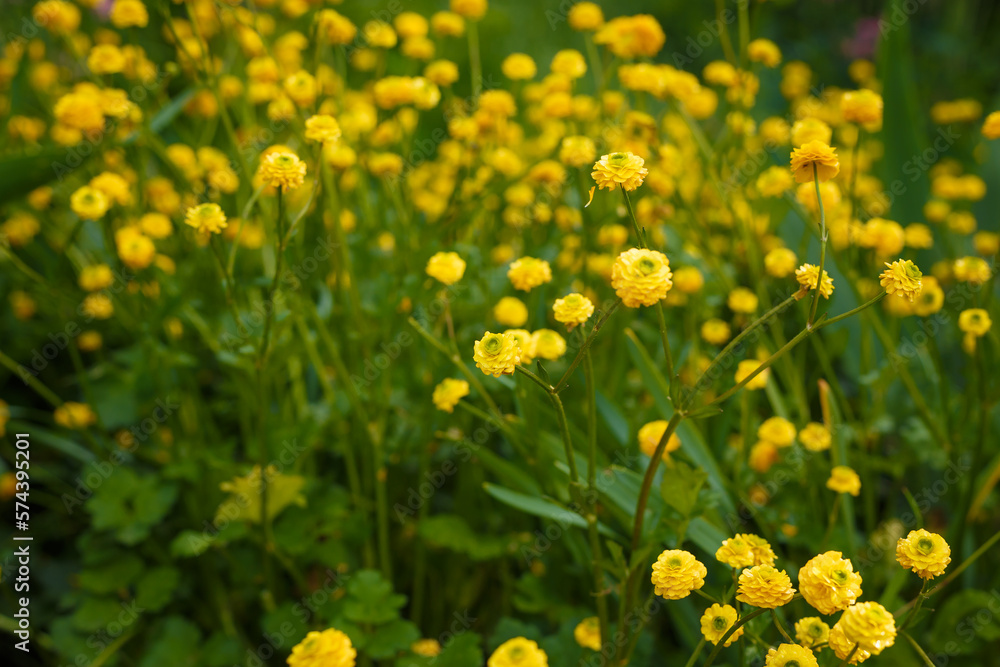 Beautiful Double Meadow Buttercup with bright yellow golden flowers on spring flowerbed