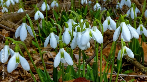 Galanthus elwesii (Elwes's, greater snowdrop) in the wild. Red Book Ukraine photo