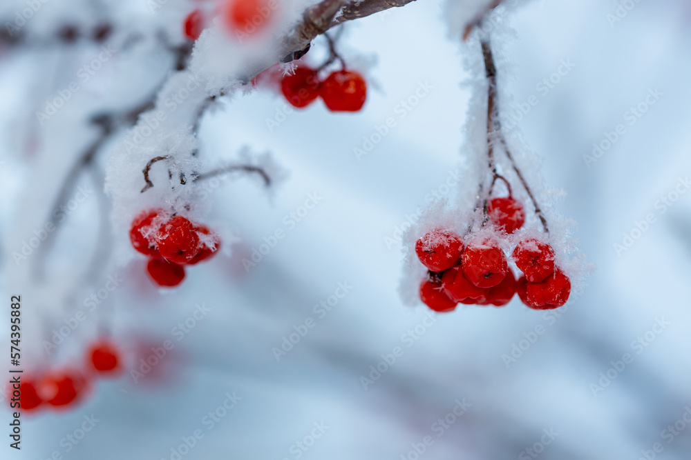 Red rawanberry covered with snow in winter day Red rawanberry covered with snow in winter day