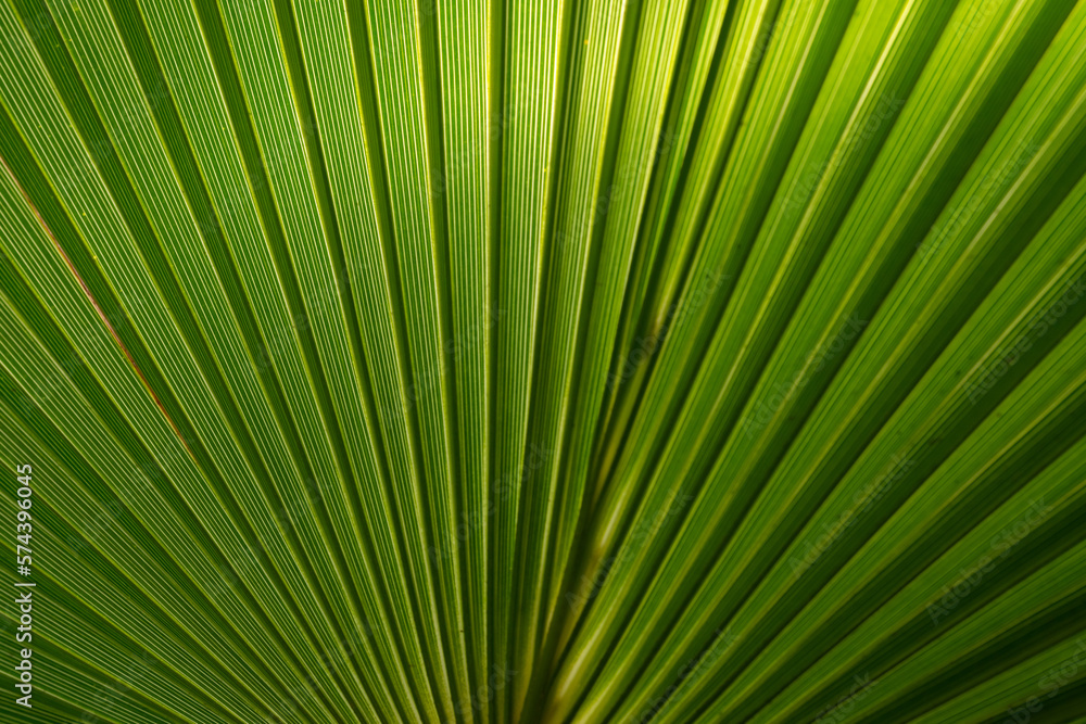 The play of light and shadows, the texture of straight lines near the green palm leaf The play of light and shadows, the texture of straight lines near the green palm leaf