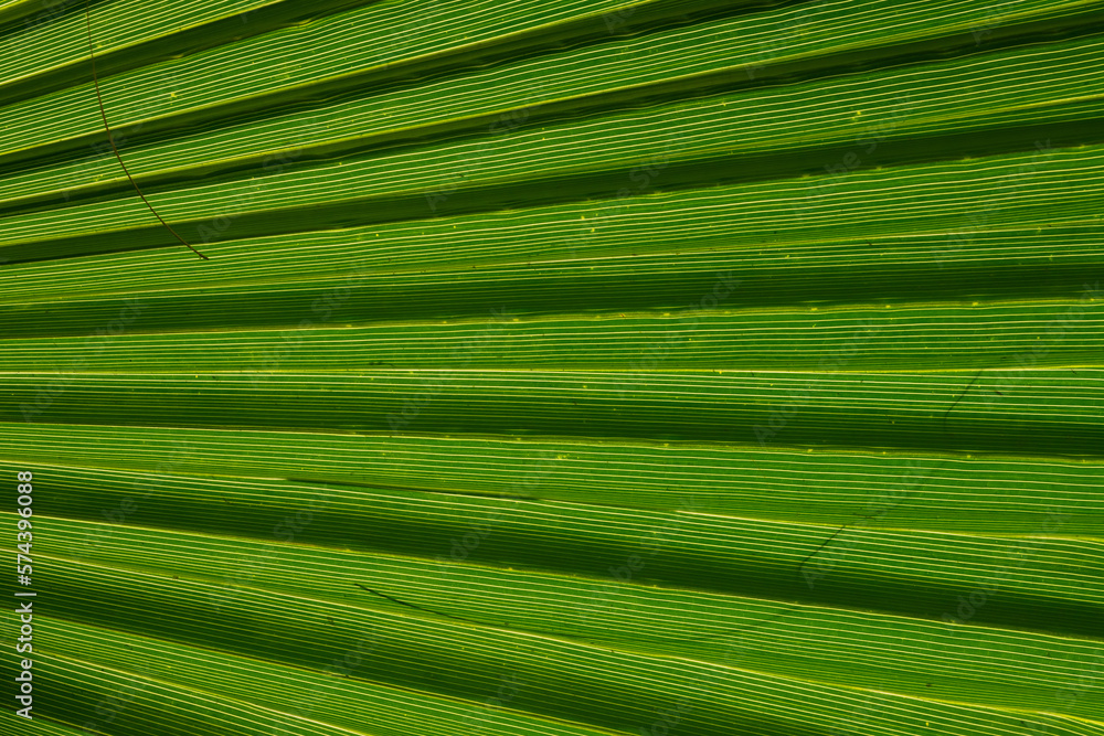 The play of light and shadows, the texture of straight lines near the green palm leaf The play of light and shadows, the texture of straight lines near the green palm leaf