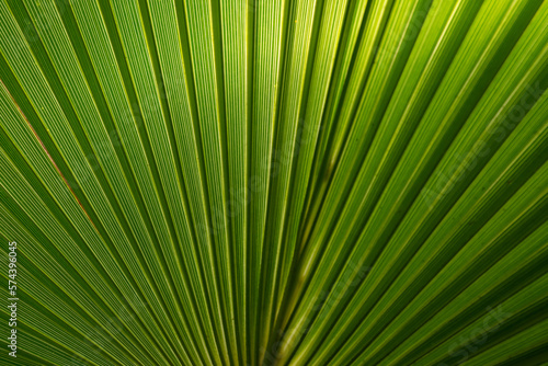 The play of light and shadows  the texture of straight lines near the green palm leaf