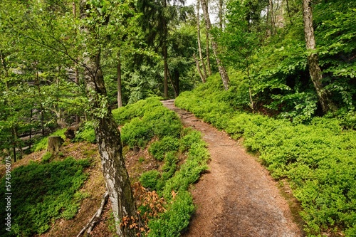 Beautiful forest road