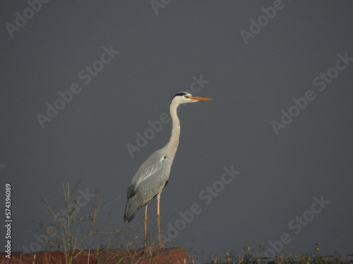 Heron with a soft background