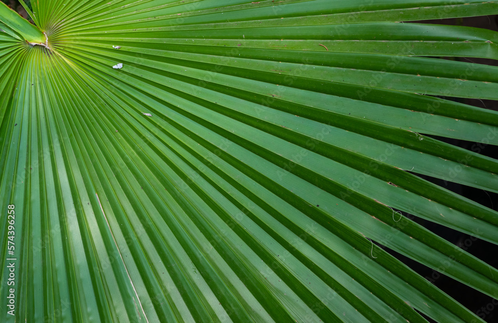 Obraz premium The play of light and shadows, the texture of straight lines near the green palm leaf