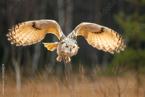 Obraz na plátně Big Eastern Owl or Siberian Eagle Owl (Bubo bubo sibiricus) in flight in the aut