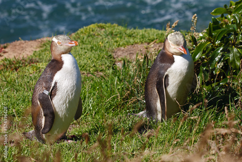 A pair of yellow-eyed penguins at the coust of New Zealands South Island enjoying the summer sun photo
