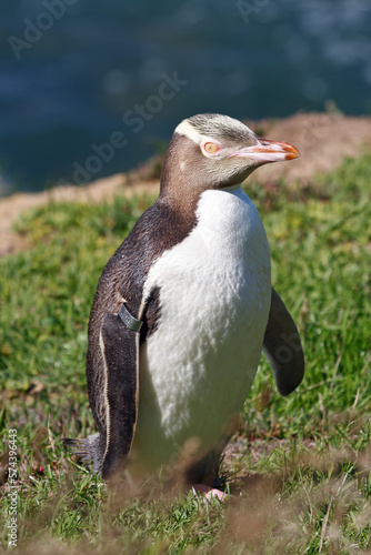 Yellow-eyed penguin at the coast of New Zealands South Island enjoying the summer sun
