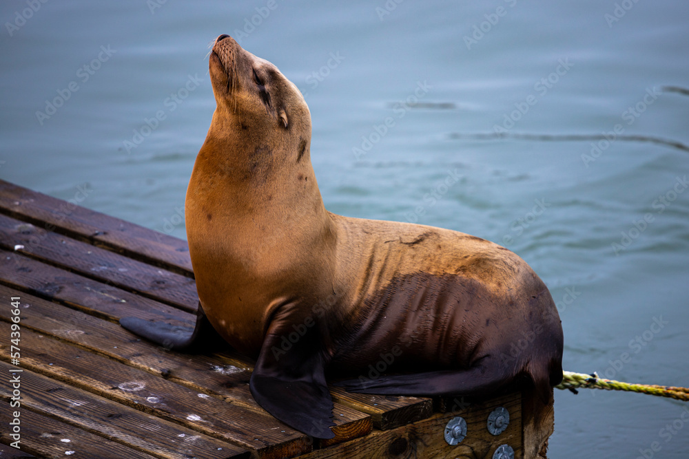 Fototapeta premium beautiful large california sea lion (Zalophus californianus) rests at the famous Pier 39 in San Francisco, California, USA.