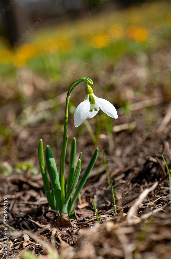Galanthus elwesii (Elwes's, greater snowdrop) in the wild. Red Book Ukraine Galanthus elwesii (Elwes's, greater snowdrop) in the wild. Red Book Ukraine