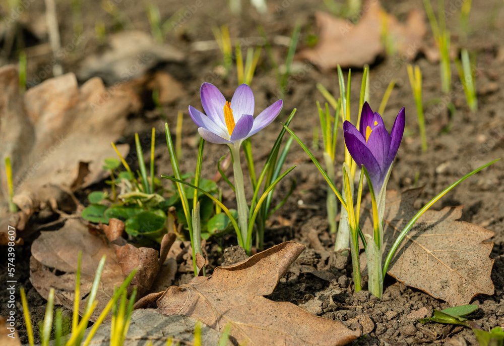 Garden crocuses bloom in spring in the botanical garden, Odessa Garden crocuses bloom in spring in the botanical garden, Odessa