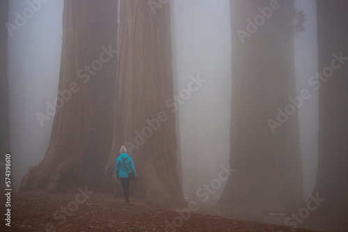 A lone girl in a blue jacket walk in the fog beetween the massive, sequoia trees in Sequoia National Park in the Sierra Nevada, California, USA
