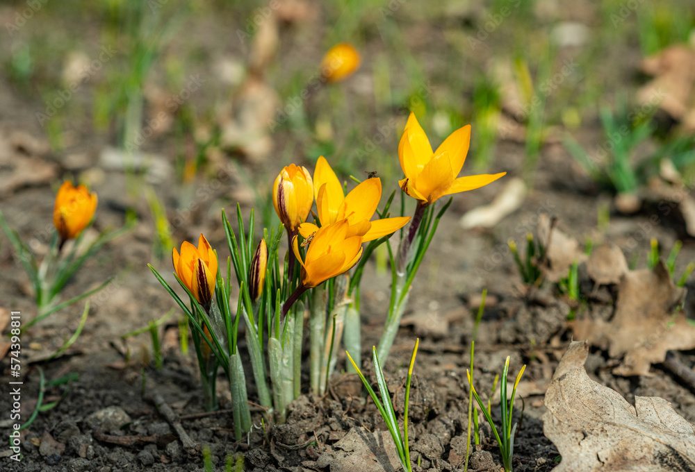 Garden crocuses bloom in spring in the botanical garden, Odessa Garden crocuses bloom in spring in the botanical garden, Odessa