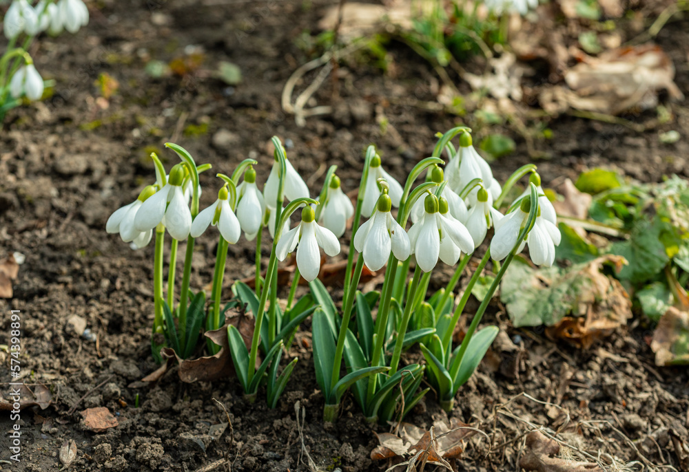 Galanthus elwesii (Elwes's, greater snowdrop) in the wild. Red Book Ukraine Galanthus elwesii (Elwes's, greater snowdrop) in the wild. Red Book Ukraine