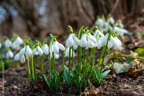 Galanthus elwesii (Elwes's, greater snowdrop) in the wild. Red Book Ukraine photo