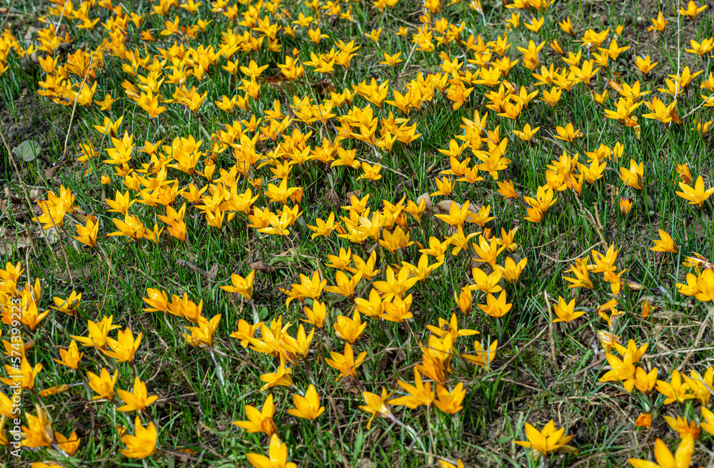 Honey bees collect nectar and pollen on yellow crocuses in early spring Honey bees collect nectar and pollen on yellow crocuses in early spring
