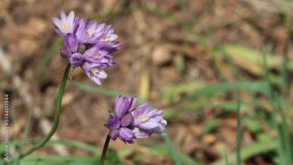 Purple flowering terminal determinate cymose umbel inflorescences of Dipterostemon Capitatus, Asparagaceae, native perennial monoclinous herb in the Santa Monica Mountains, Transverse Ranges, Winter.