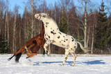 spotted appaloosa stallion and bay Spanish stallion play together in winter in the snow, different horses play, bay horse falls,